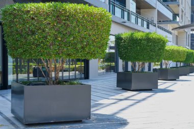 Çağdaş ağaçlarla kaplı cadde yeşil şekilli çalılar modern siyah saksılarda bitkiler ofis binasının yanındaki kaldırımda saksılar.