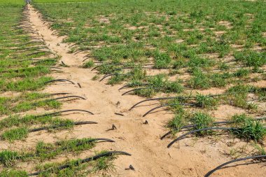 Yeşil organik ürünler, tarım arazilerinde damlalar halinde büyür. BAE 'de sürdürülebilir tarım ve su bazlı tarım uygulamaları