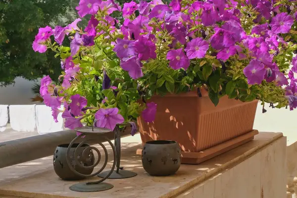 Terracotta ekicilerindeki canlı mor Petunyalar taşar ve güneşli açıkhavada dekoratif koyu metal mum tutacakları bulunur. Konforlu kırsal balkon bahçesi ya da veranda ambiyansı