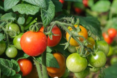 Organik vişneli domateslere yakın plan, kırmızı, turuncu, yeşil, dalda olgunlaşan. Sağlıklı beslenme, süper yiyecekler, sürdürülebilir tarım 