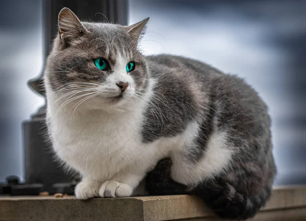 Niedliche Kleine Katze Auf Der Straße — Stockfoto