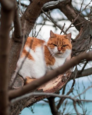 Bahçedeki küçük güzel kedi.