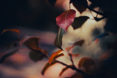 Doğal çiçeklerin güzel manzarası