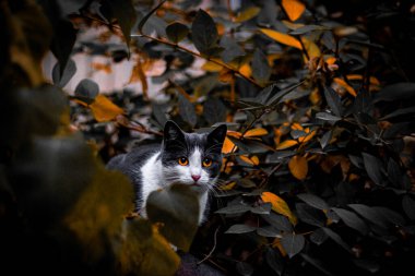 Sonbahar ormanındaki kedi