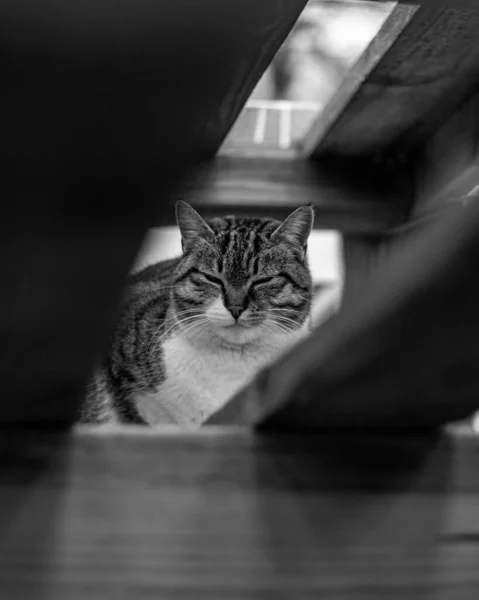 Cat Sitting Street — Stock Photo, Image