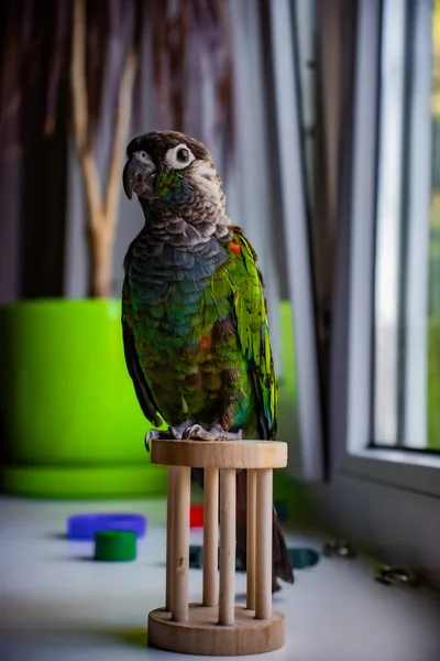 a green parrot sitting in an open cage