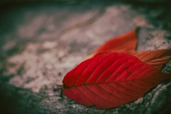 배경에 단풍나무 과붉은 봉합선 — 스톡 사진