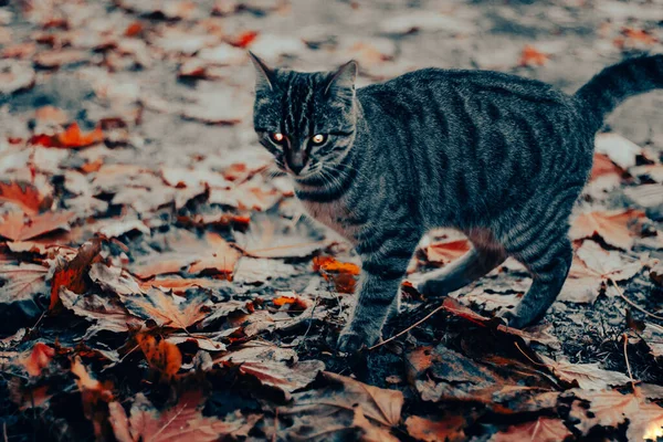 秋天森林里的猫 — 图库照片