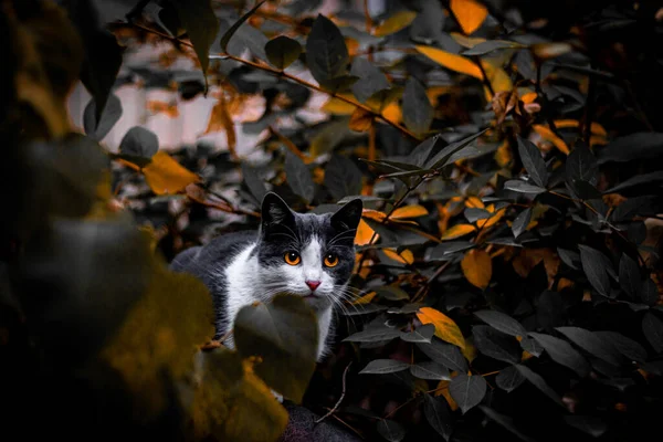 Kat Het Herfstbos — Stockfoto