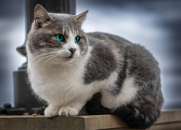 Серый Кот Голубыми Глазами — стоковое фото