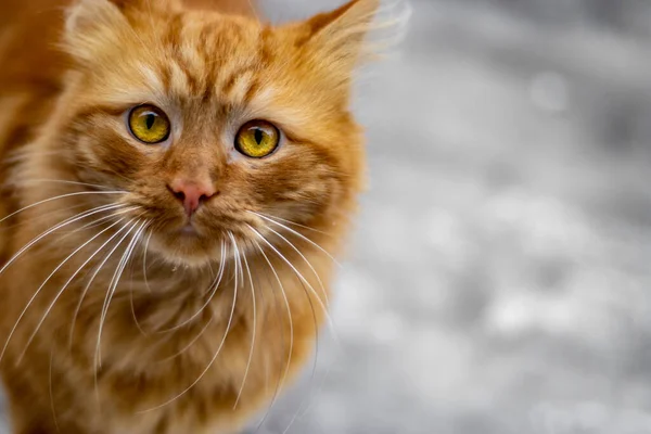 美丽红猫的肖像 — 图库照片