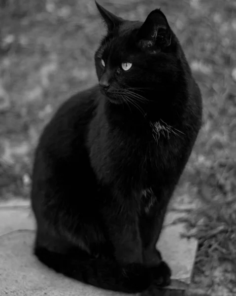 Чорний Кіт Лежить Землі — стокове фото