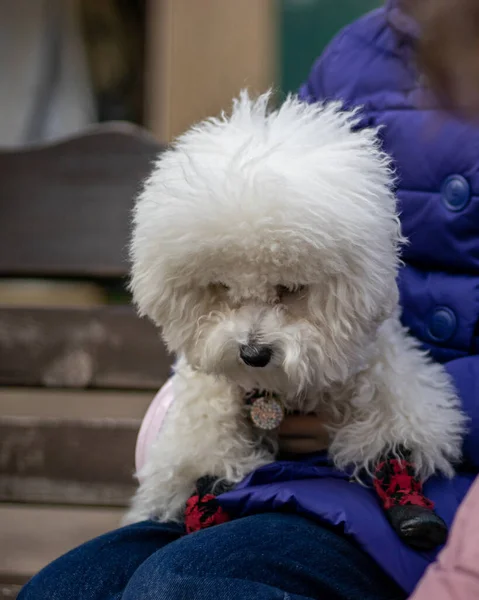 a closeup of a small white poodle puppy sitting at a street with a large toy dog, a man