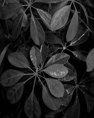 Yeşil bitkiler, bitki örtüsü.