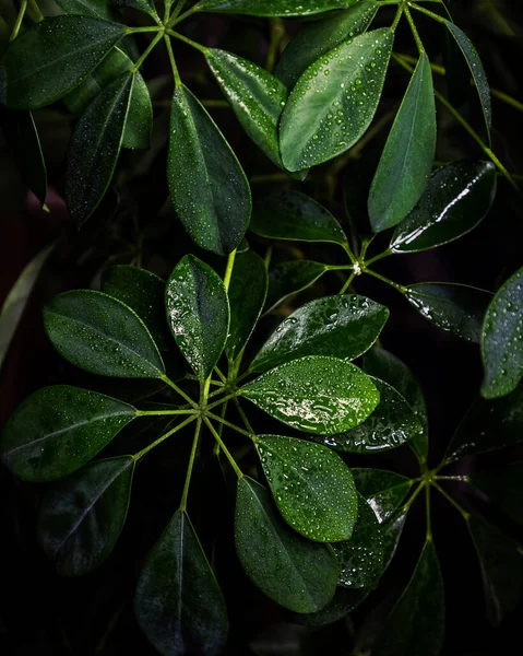 Zielone Liście Roślin Flora Przyrodzie — Zdjęcie stockowe