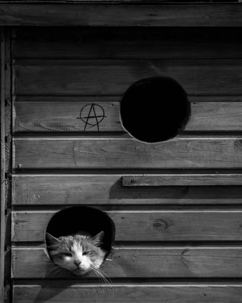 Zwart Wit Kat Kamer — Stockfoto