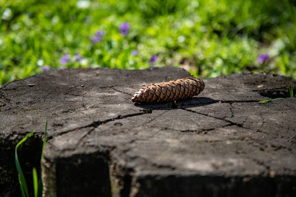 stock image insect, fauna, flora, foliage