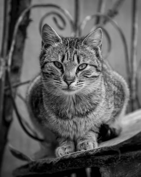 猫坐在街上 黑白相间 — 图库照片
