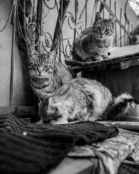 Gato Sentado Olhando Para Câmera — Fotografia de Stock