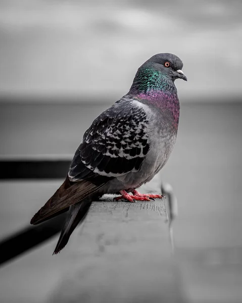 close view of cute pigeon on street