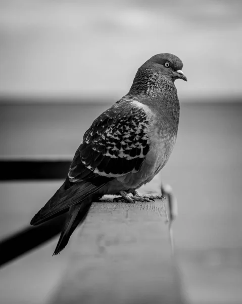 Pigeon Colombe Noire Blanche — Photo