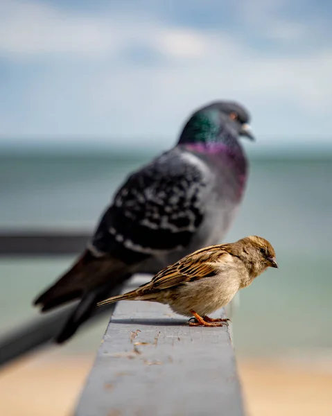 Mouette Dans Une Mangeoire Oiseaux — Photo