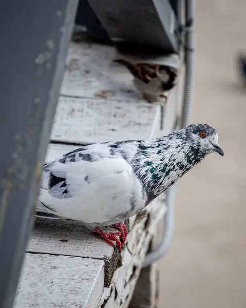 Bird Pigeon Street Food — Stock Photo, Image
