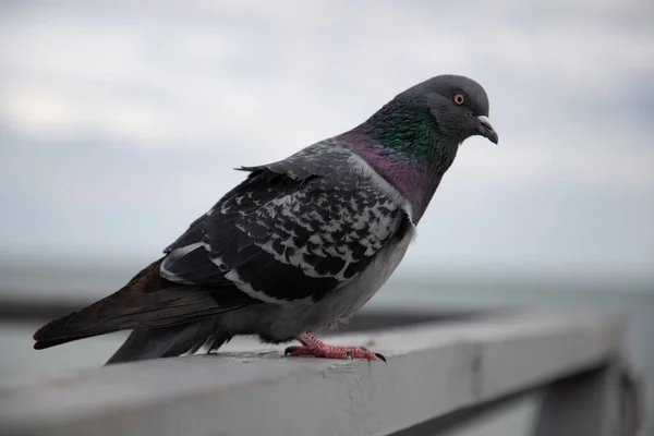 Pigeon Sitting Ground Street City — Stock Photo, Image