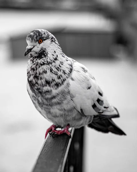 Close Pigeon — Stock Photo, Image