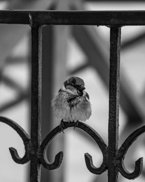 Pássaro Zoológico — Fotografia de Stock