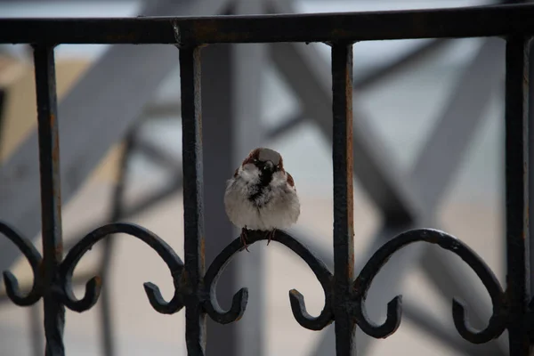 Χαριτωμένος Σκίουρος Στην Οροφή Της Πόλης Πουλιά Σπουργίτι — Φωτογραφία Αρχείου