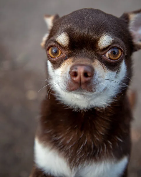 Dog Portrait Chihuahua Face — Stock Photo, Image