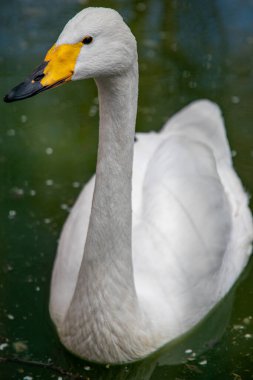 Göldeki beyaz bir kuğunun yakın plan fotoğrafı.