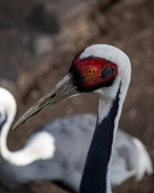 Kruger hayvanat bahçesindeki Amerikan pelikanının portresi