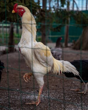 Bahçedeki bir tavuğun yakın plan fotoğrafı.