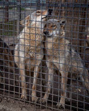 Hayvanat bahçesi barınağında iki kurt.