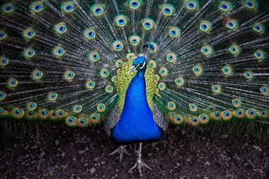 Tavus kuşu kuyruğunda