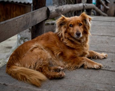 Kırmızı köpek şehir parkında bir barınakta yatıyor.
