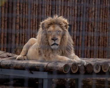 Hayvanat bahçesindeki dişi aslan portresi.
