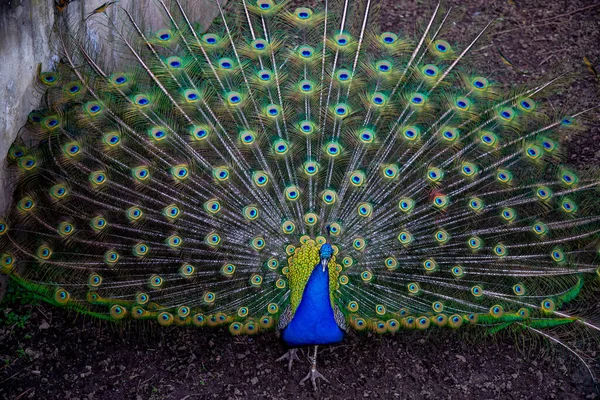 Beautiful Peacock Bird Flora — Stock Photo, Image