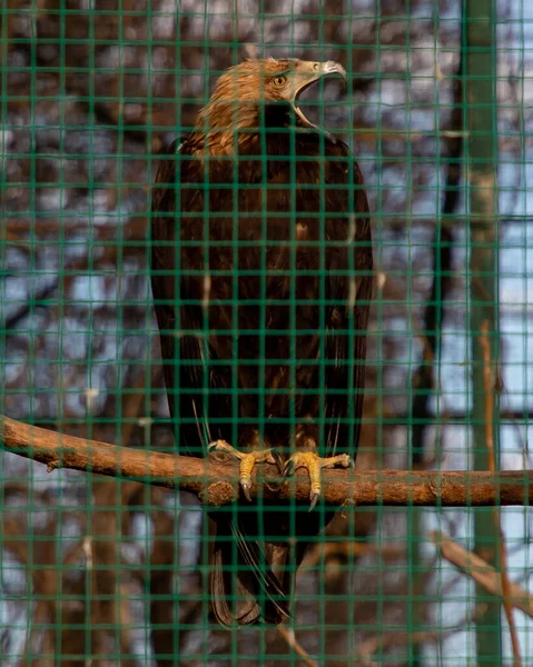 Big Bird Prey Zoo — Stock Photo, Image