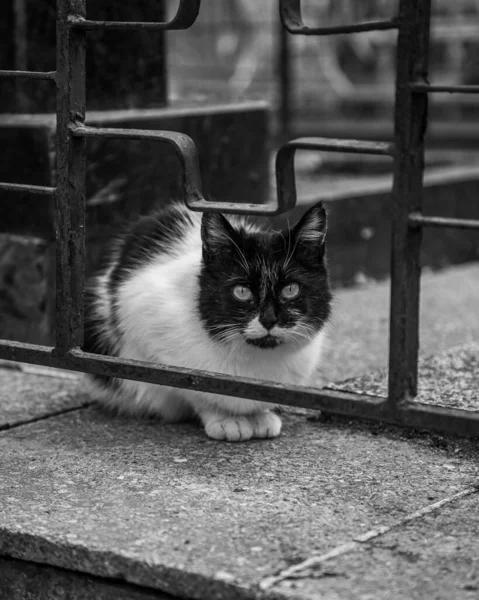 black and white cat sitting on the windowsill, abandoned and homeless cats