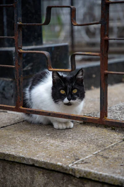 Gato Acostado Calle —  Fotos de Stock