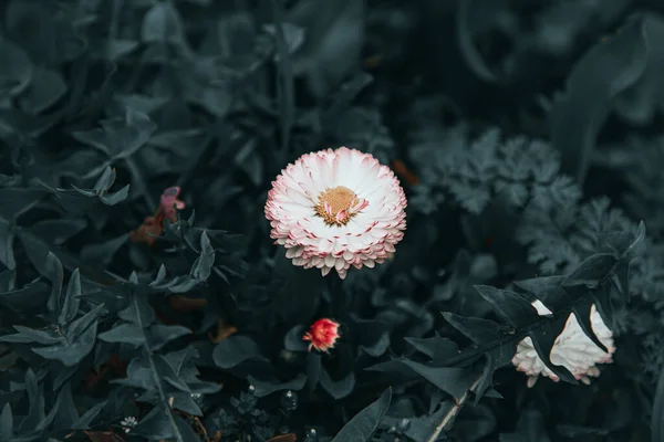 Czerwony Biały Kwiat Ogrodzie — Zdjęcie stockowe
