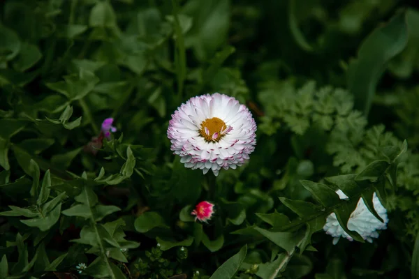 Zbliżenie Niesamowite Kwiaty Kwiatowa Koncepcja — Zdjęcie stockowe