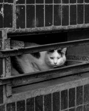 Evsiz kedi görüntüsü.