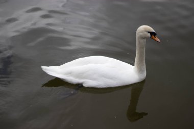 Gölde su kuğusu üzerinde beyaz kuğu. Doğa