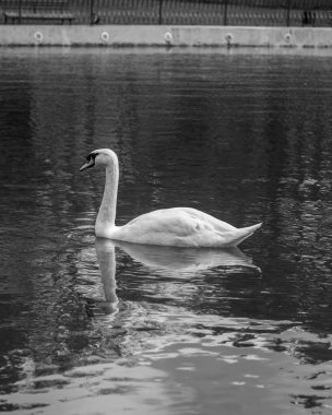 Gölde kuğu var. Doğa