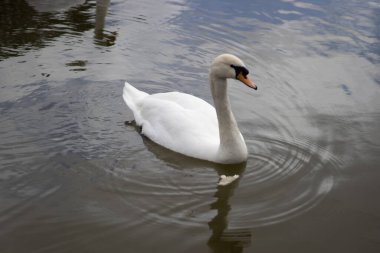 Gölde kuğu var. Doğa