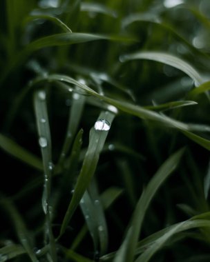 Suda çiy damlacıkları olan yeşil çimenler